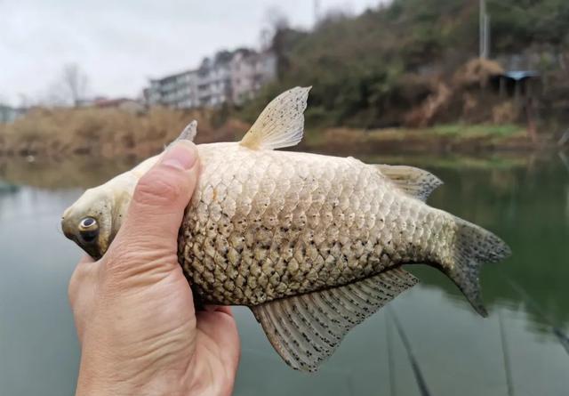 中午就停口该怎么办？频繁补窝是下策，教你一招打开鱼口