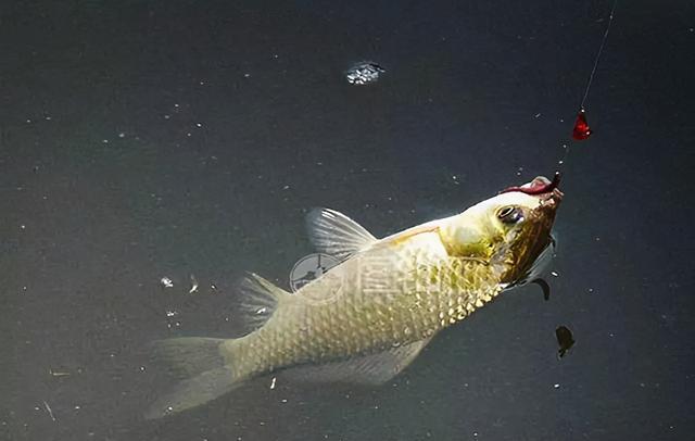 垂钓轻口鱼，掌握导致诱因，应对起来才容易