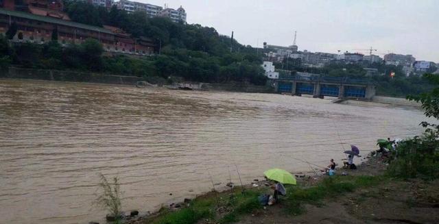 水位涨落情况及流速对鱼觅食有何影响