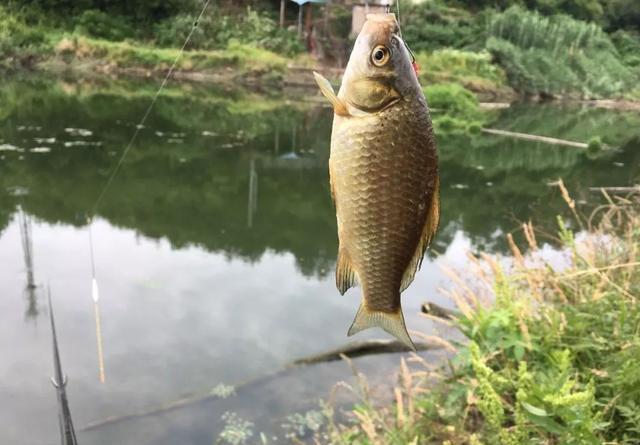 怪不得你总是断线跑鱼，原来是主线和子线的搭配出了问题