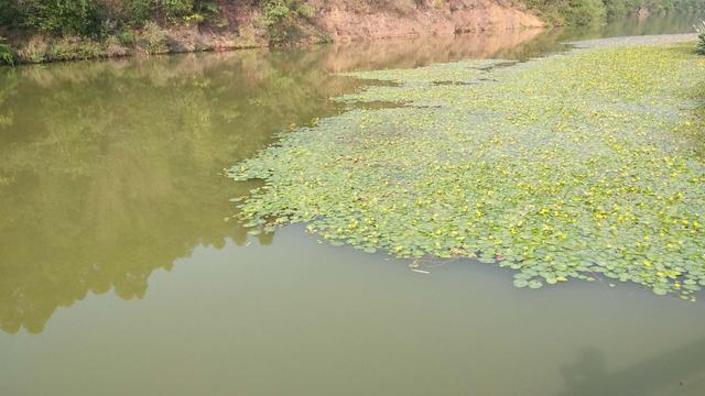 水退一尺鱼退一丈，搞明白这句话，涨落水都能钓到鱼