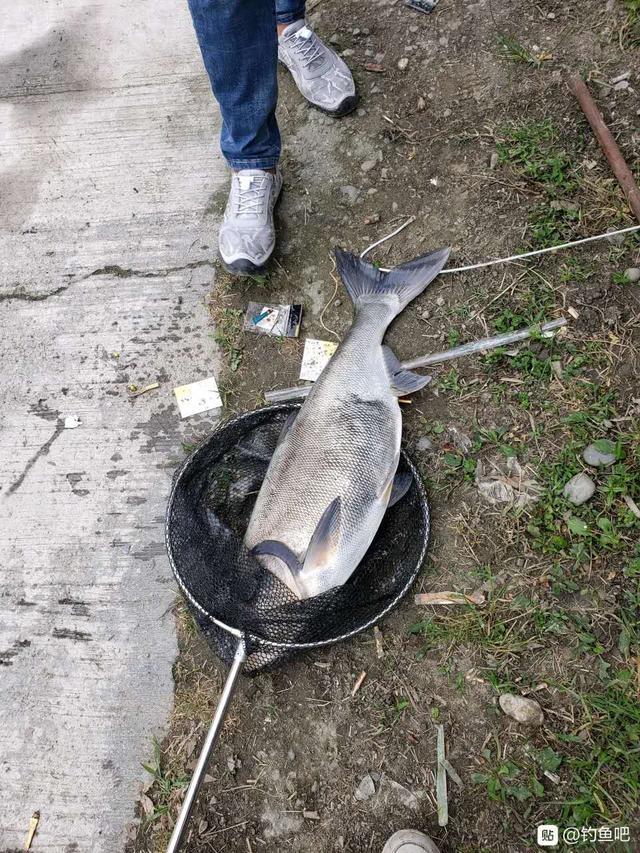 浅谈鱼钩的重量对抓口的影响，相差一点渔获区别大