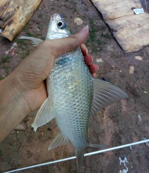 浅谈鱼钩的重量对抓口的影响，相差一点渔获区别大