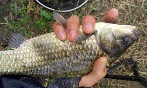 野钓鲫鱼，为什么总是脱钩、跑鱼、易缠绕，因为子线搭配不讲究