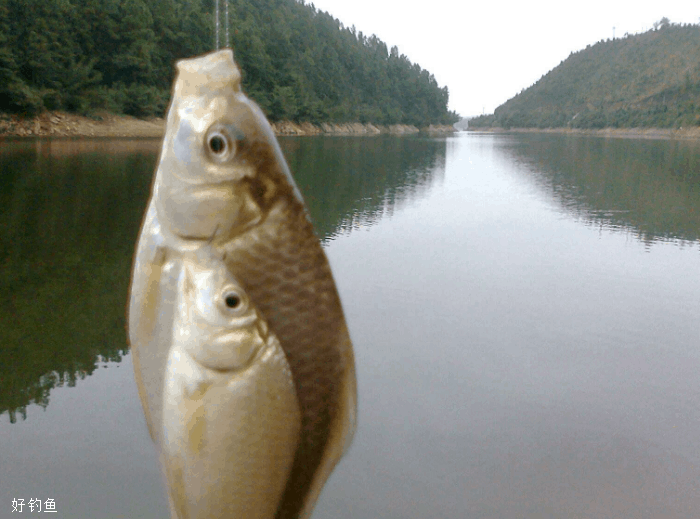 新手必看，如何选择浮漂