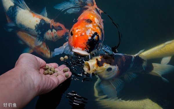 钓鱼人必知的鱼类摄食特点和食物偏好