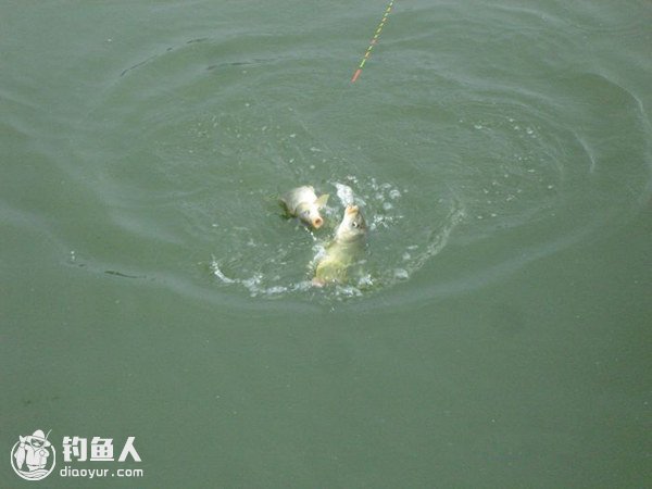 大师谈钓鱼鱼道与垂钓的浅见