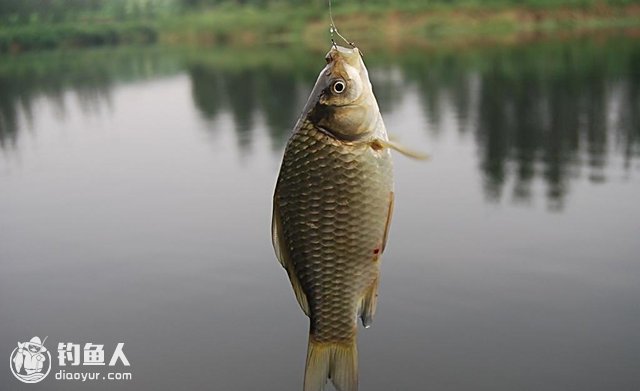 鱼类的摄食和停食温度，识别鱼的动向