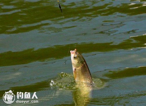 浅谈钓鱼过程鱼吃饵的偏食现象