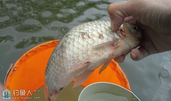 浅谈黑坑垂钓技术的重要性