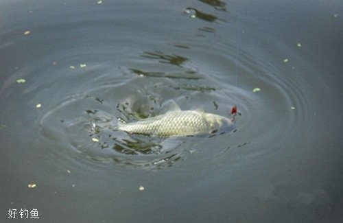 不同钓法不同鱼吃饵咬钩的鱼讯特点