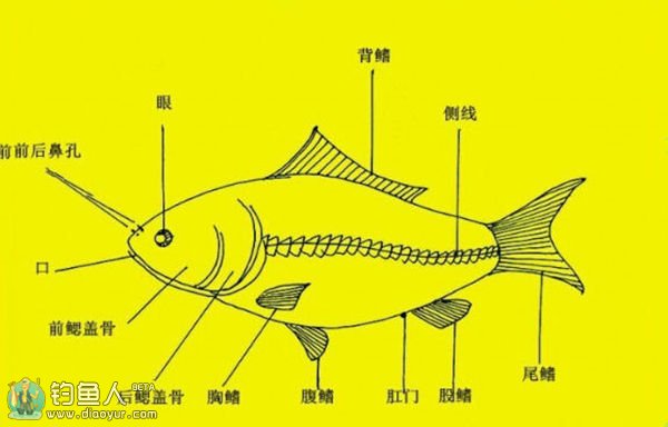 看图识别淡水鱼种类大全