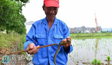 黄鳝的生活习性以如何分辨洞穴