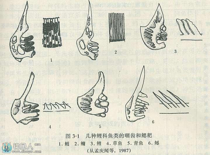 钓鱼中各种鱼类的食性类型和变化