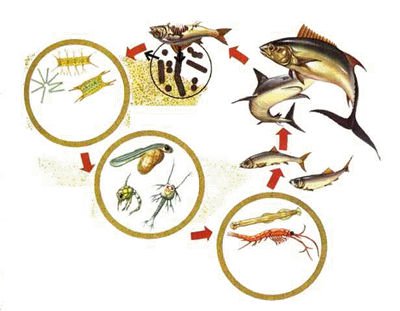 钓鱼中各种鱼类的食性类型和变化