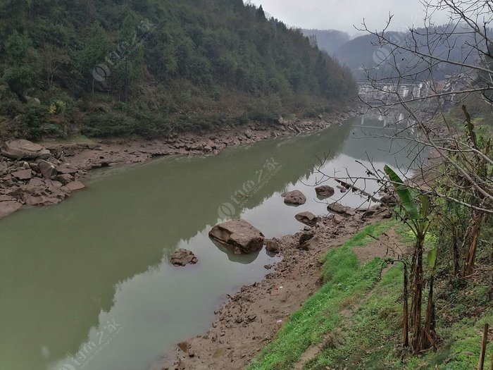 谷麦钓大板鲫鱼的技巧