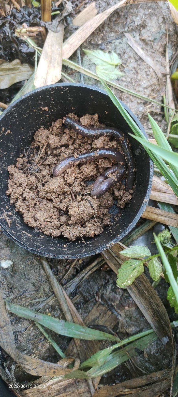 新人野钓鲤鱼需要注意的基本事项