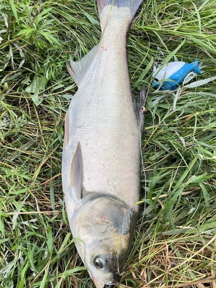 浅谈钓鲢鳙打窝心得，这样打窝效果会更好