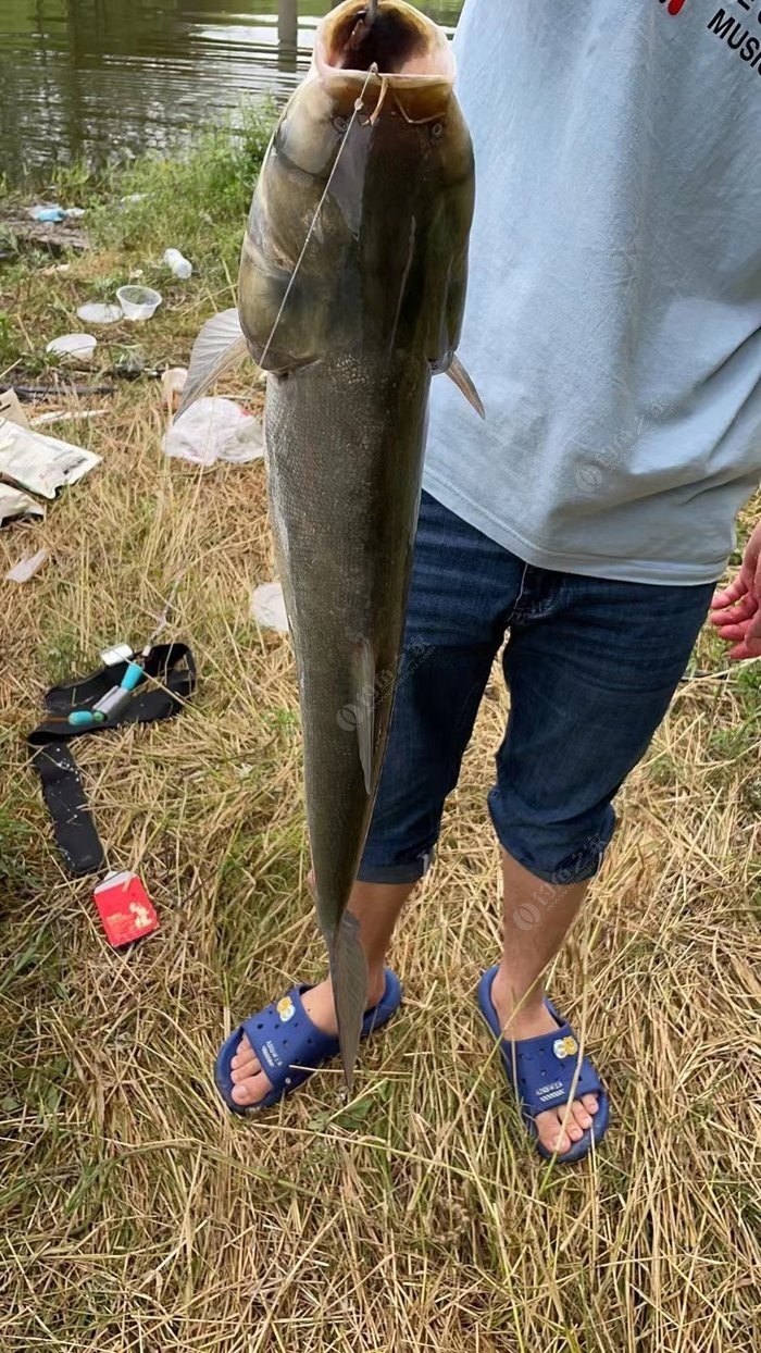 浅谈钓鲢鳙打窝心得，这样打窝效果会更好