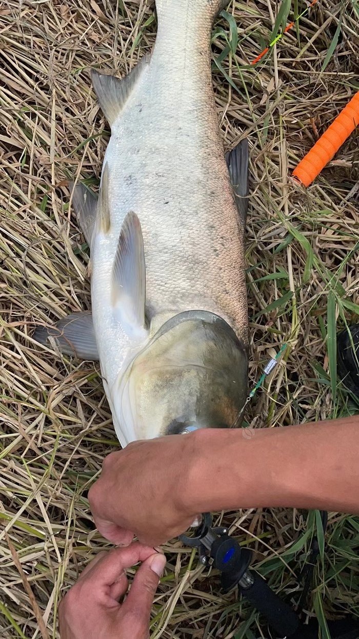 浅谈针对钓鲢鱼和钓鳙鱼的饵料味型的选择？选对天天吃剁椒鱼头。