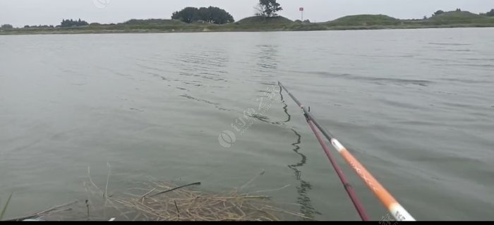 浅谈如何在自然水域中野钓鲢鳙鱼