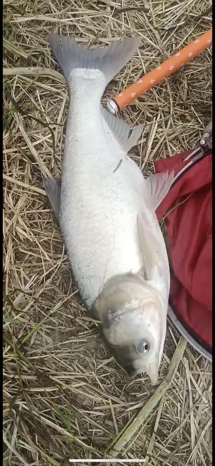 浅谈如何在自然水域中野钓鲢鳙鱼