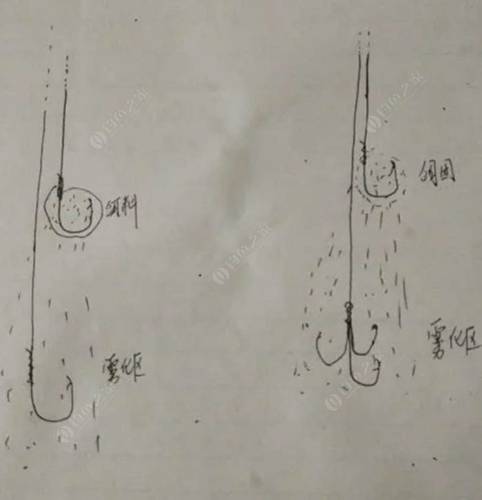 如何钓鲢鳙之用饵