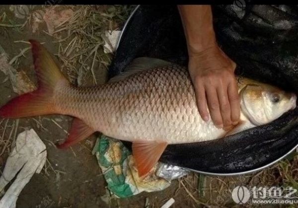 浅谈一下野外钓鲮鱼的钓法