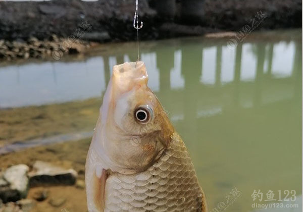 调平水钓2目，漂相不明显，问在这里