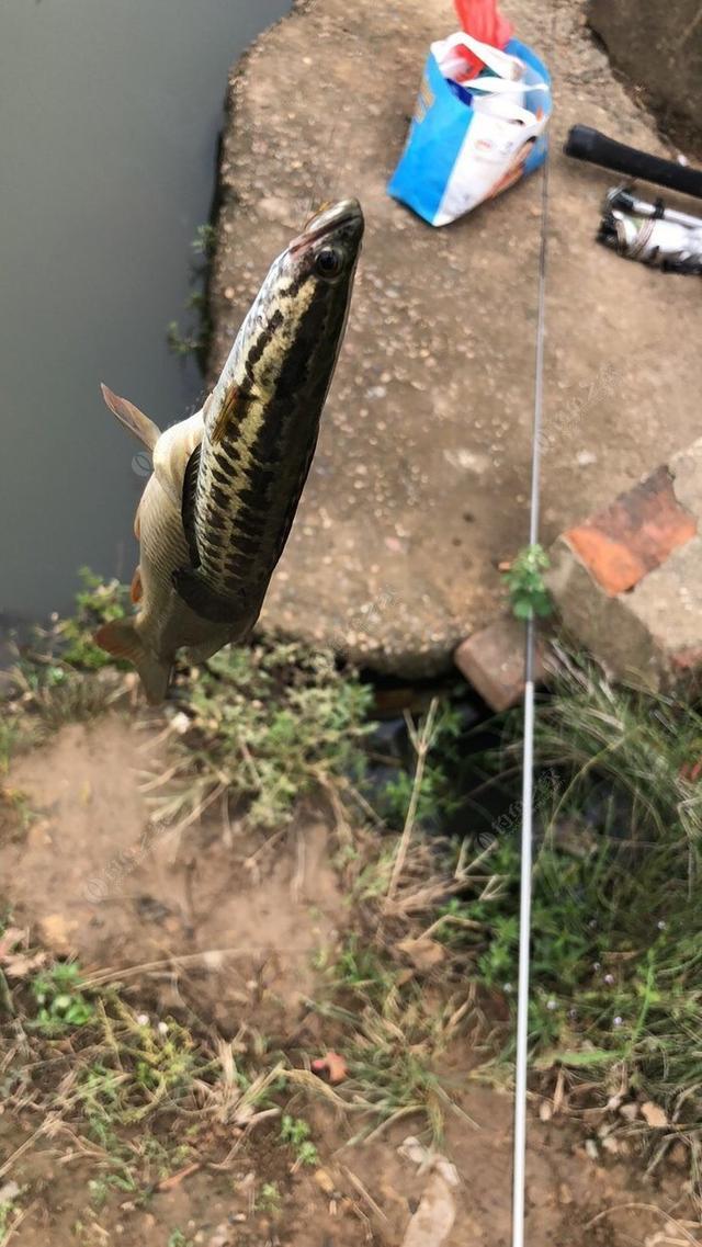 夏末秋初野钓只有白条闹？换个思路打龟概率很小