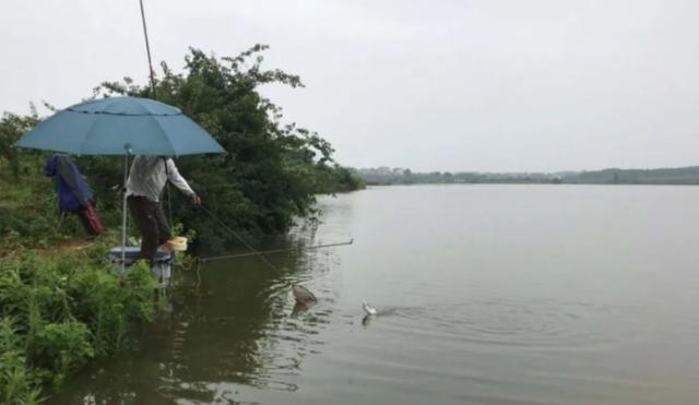 夏季降雨增多，河流涨水后该如何垂钓