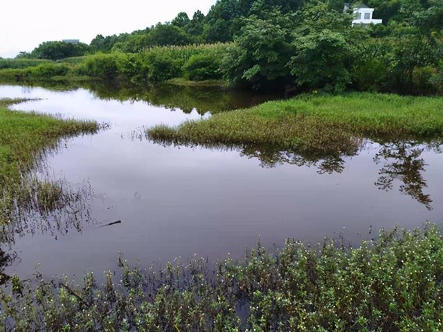 夏季钓鲢鳙总是锚鱼，老钓友告诉你问题出哪里