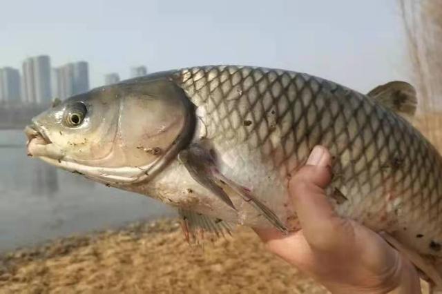 这钓法居然浮漂都不要，草鱼鲤鱼轮番上钩