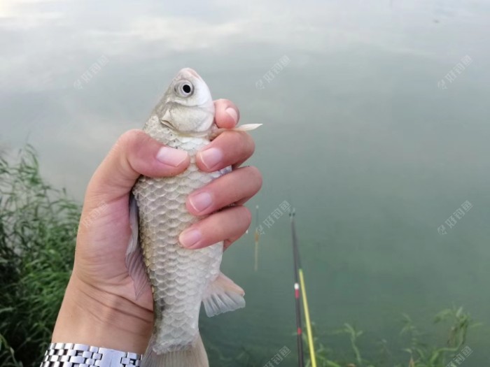 加粗浮漂不会调，参考以下几点，简单实用