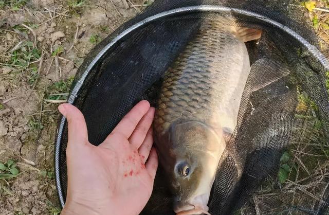 夏季野钓别老盯着深水！这几个地方也藏大鱼