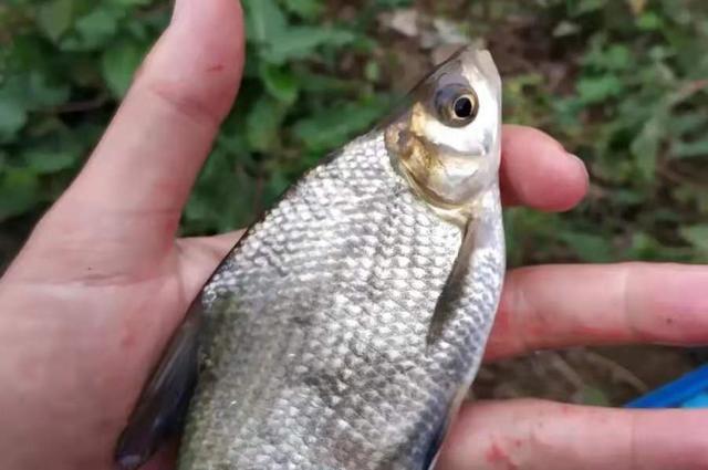 每逢夏季我必用这鳊鱼钓法