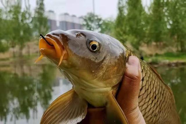 这鲤鱼钓法不是一般的好用