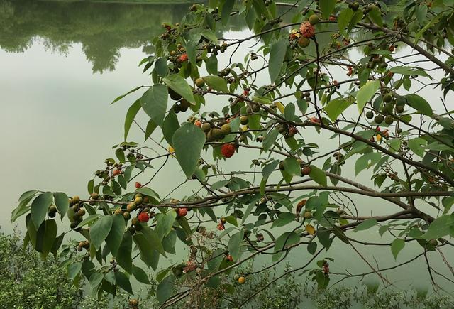 夏末野钓要找这种树、天然重窝鱼儿多