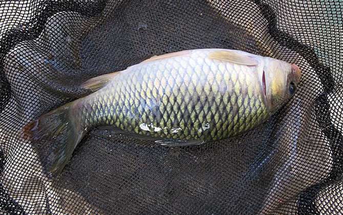 野钓鲤鱼的最佳方法和技巧