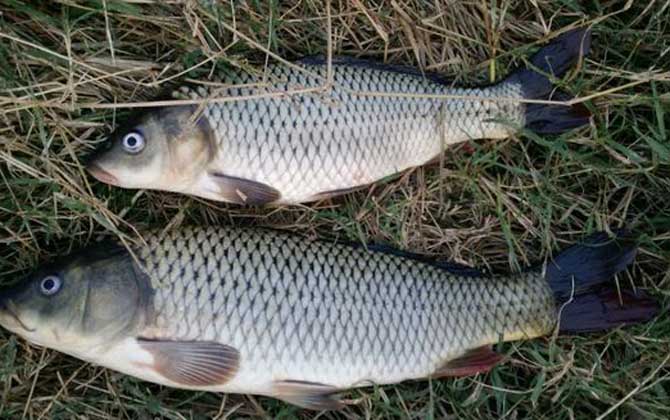 野钓鲤鱼的最佳方法和技巧