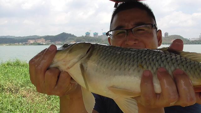 夏天鱼去哪了？不同种类鱼聚集地不同，草鲤鲫鳊加鲢鳙