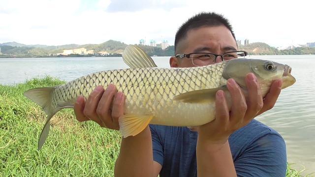 夏天鱼去哪了？不同种类鱼聚集地不同，草鲤鲫鳊加鲢鳙