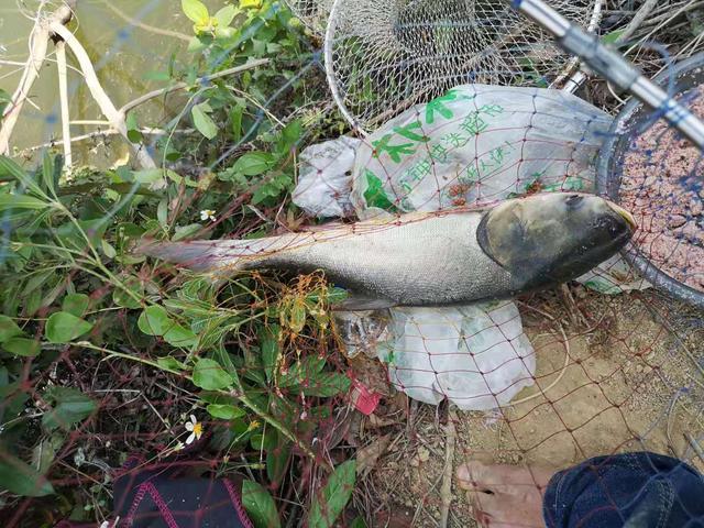 夏天鱼去哪了？不同种类鱼聚集地不同，草鲤鲫鳊加鲢鳙