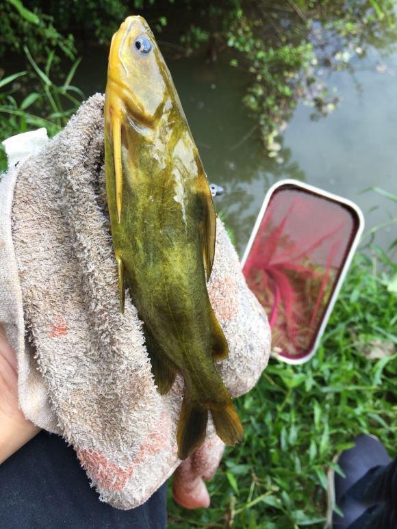 黄骨鱼的习性及食性，足够了解才能钓得更多