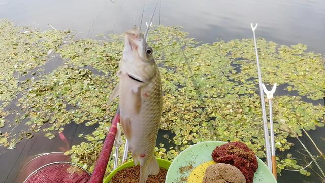 春季钓鱼水底水草多，试试这样钓，简单好用鱼获多，