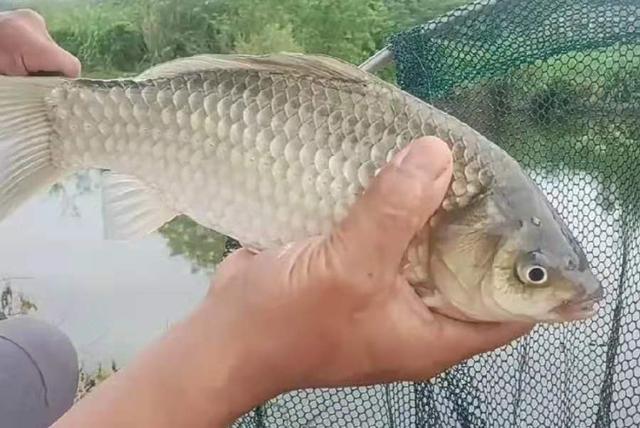 从春钓到夏钓，必须牢记三大调整