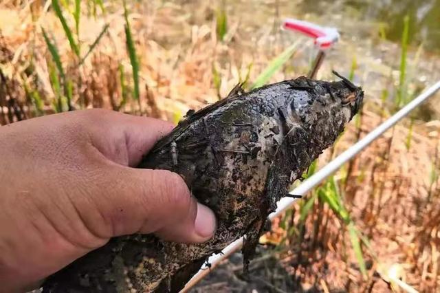 换用2种特色钓法，黄骨鱼还是黑鱼都可连竿