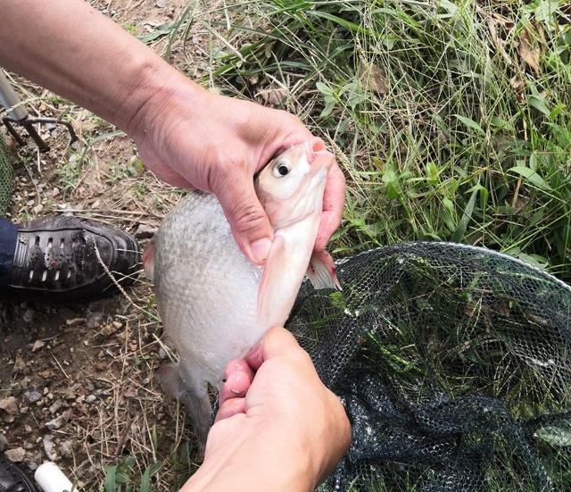 野钓没口，继续等还是收竿？用这3种方法