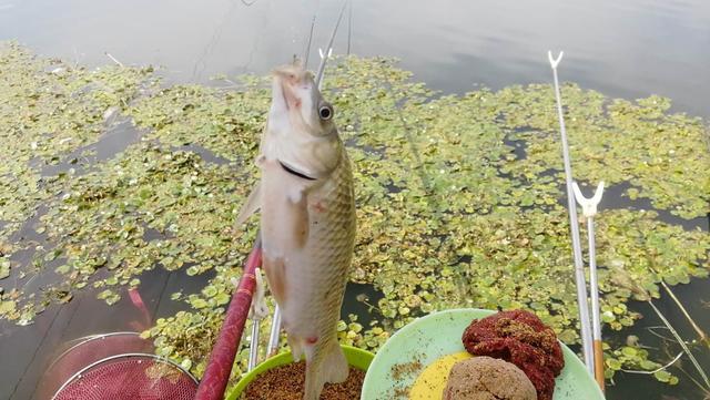 早春学会这样钓鲫鱼，简单实用渔获多