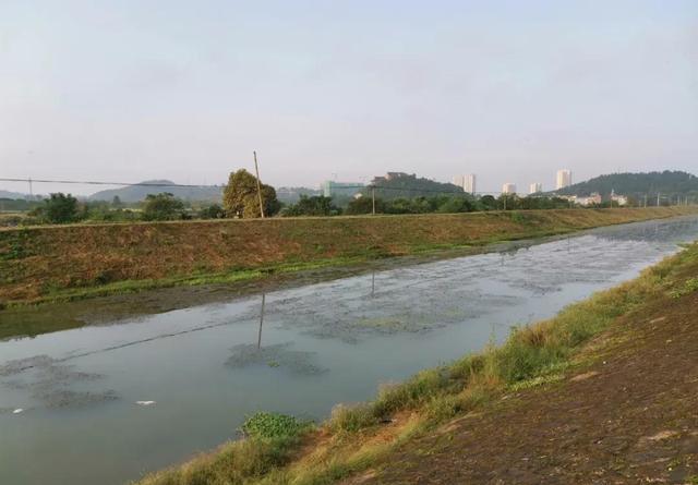 冬钓鲫鱼选钓位：找水草是第一步